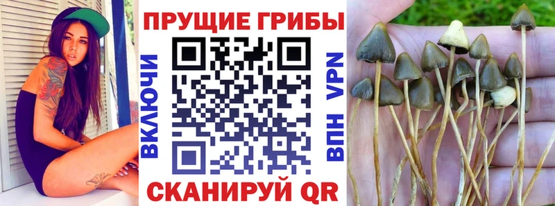 Псилоцибиновые грибы ЛСД  Купить где  Инза 